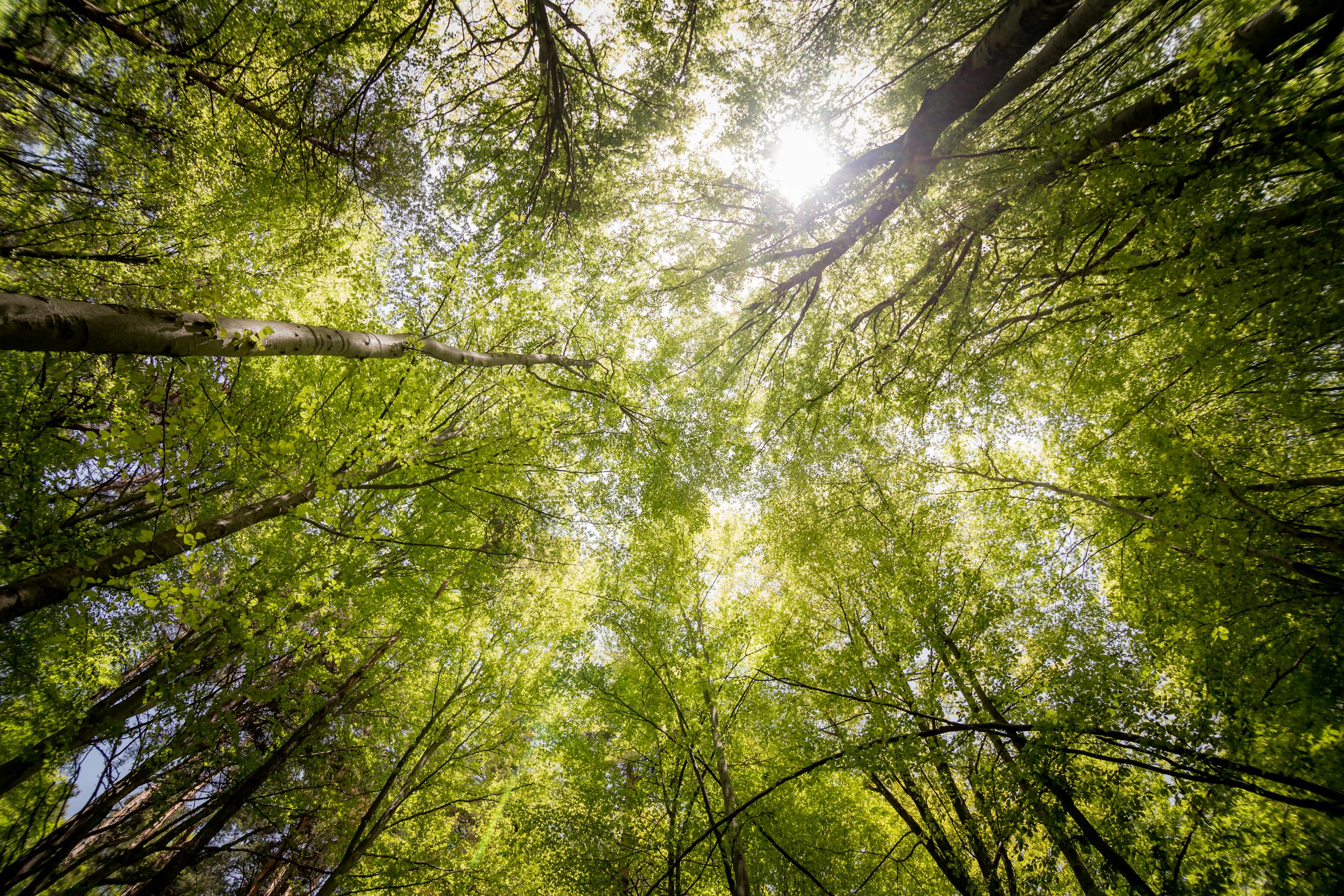 Worm's View Photography of Trees