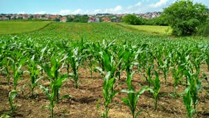 Corn Plant on Field