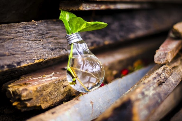 A light bulb filled with water and a plant symbolizes creativity and innovation in reuse.