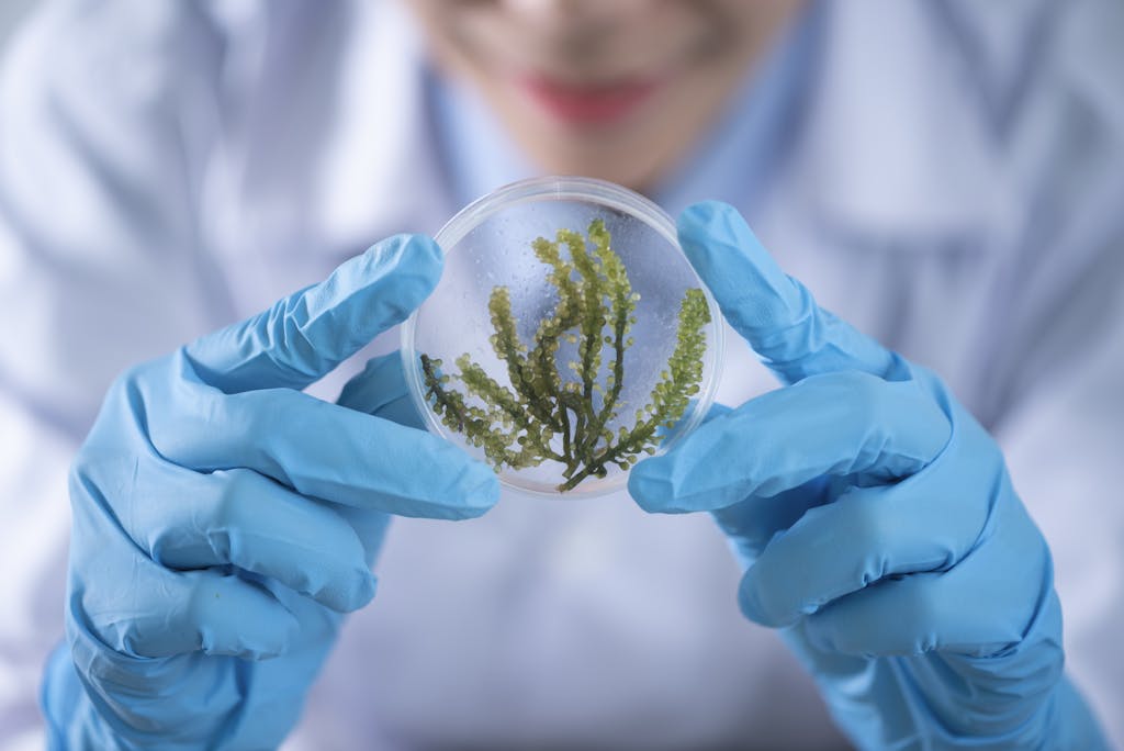 Close-up of a scientist examining algae in a petri dish, highlighting biotechnology research.