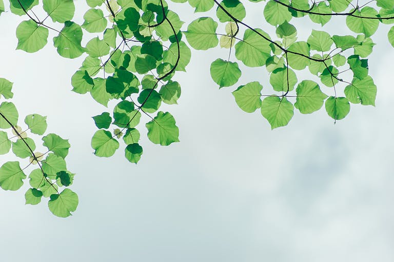 Green leaves on branches set against a cloudy sky, highlighting nature's beauty.